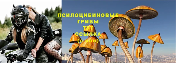 стаф Новозыбков